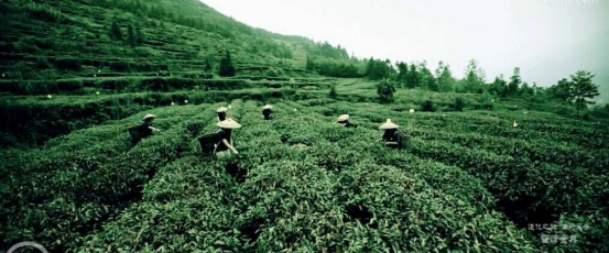 茶園宣傳片，廣告宣傳片